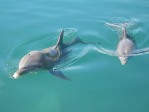 Gemeiner Delfin in Mexiko