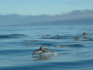 Schule Pazifischer Weiseiten-Delfine vor Monterey/USA
