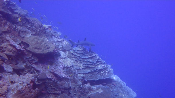 Weispitzenriffhai vor Christmas Island