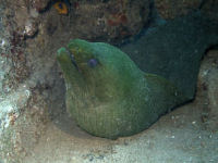 Green Moray Eel Gymnothorax funebris