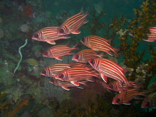 Roter Eichhrnchenfisch Sargocentron rubrum