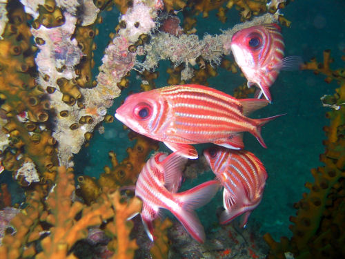 Roter Eichhrnchenfisch Sargocentron rubrum