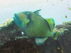 Giant Triggerfish Balistoides viridescens