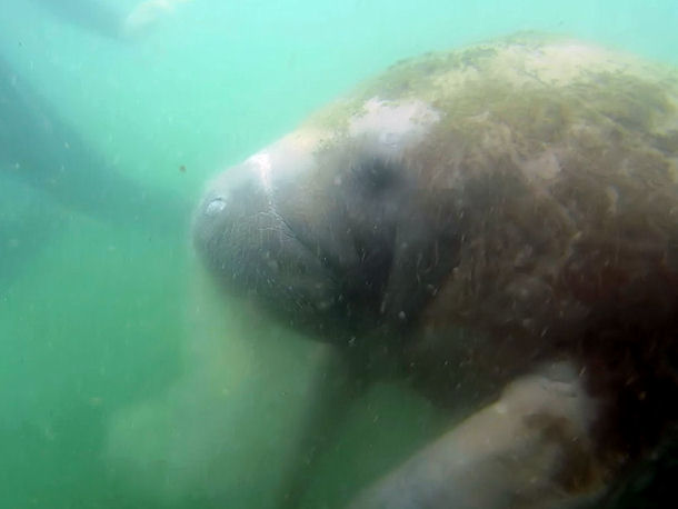 Diving with Manatees