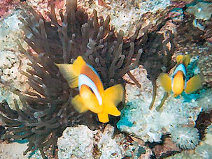 Red Sea Anemonefish Amphiprion bicinctus