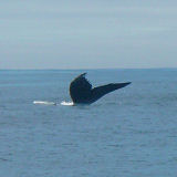 Humpback whale Megaptera novaeangliae
