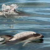 Pazifische Weiseitendelfine vor Monterey/USA