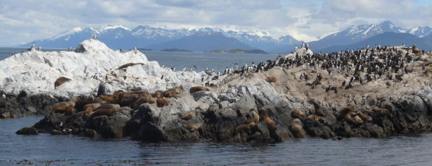 Südamerikanische Seelöwen vor der Küste Patagoniens