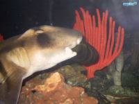 Portjackson Shark Heterodontus portusjacksoni
