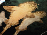 Portjacksonhai Heterodontus portusjacksoni