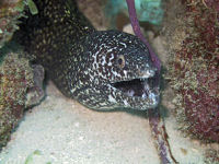 Spotted moray eel Gymnothorax moringa