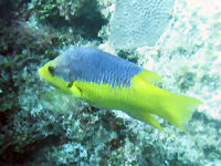 Lippfisch Bodianus rufus