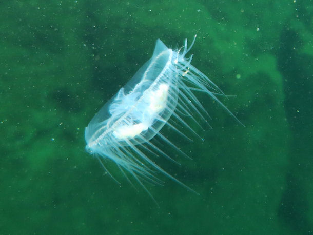 Jellyfish in Fresh Water?