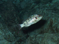 Oreochromis niloticus