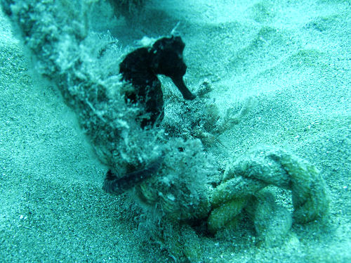 Seepferdchen Hippocampus erectus