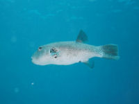 Riesenkugelfisch Arothron stellatus