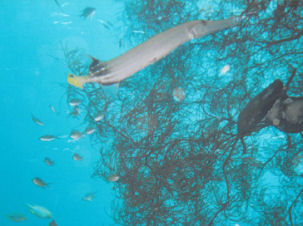 Trompetenfisch (Aulostomus chinensis) vor Indonesien