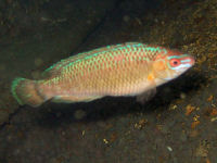 Lippfisch Centrolabrus exoletus