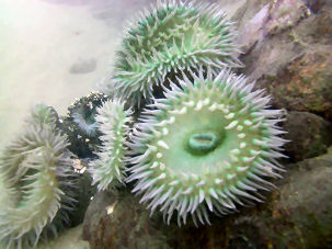 Giant Green Anemone Anthopleura xanthogrammica