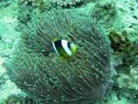 Bubble-tip anemone (Entacmea quadricolor)