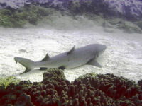 Whitetip Reef Shark Triaenodon obesus