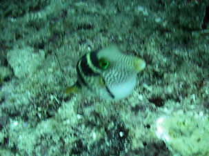 Sattel-Spitzkopfkugelfisch Canthigaster valentini