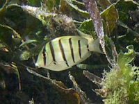 Black-barred surgeonfish Acanthurus polyzona