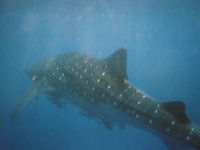 Whale Shark Rhincodon typus