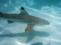 Blacktip Reef Shark Carcharhinus melanopterus