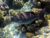 Blauer Ruderfisch Kyphosus cinerascens