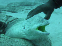 Yellowmouth moray eel Gymnothorax nudivomer