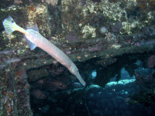 Trompetenfisch an der Stella Maru