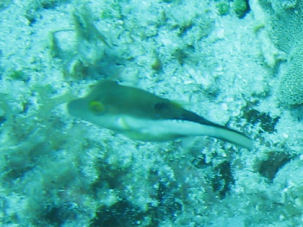 Karibischer Spitzkopfkugelfisch Canthigaster rostrata