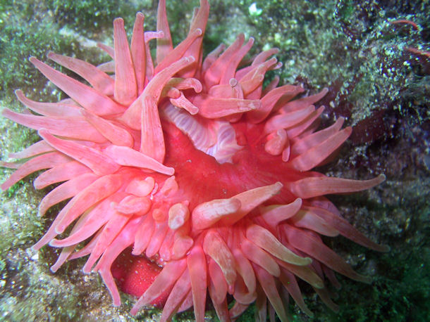 Deepwater Dahlia Anemone Urticina eques