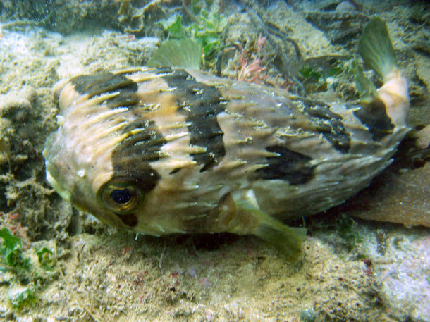 Maskenigelfisch Diodon liturosus