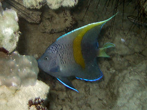 Arabischer Kaiserfisch Pomacanthus maculosus