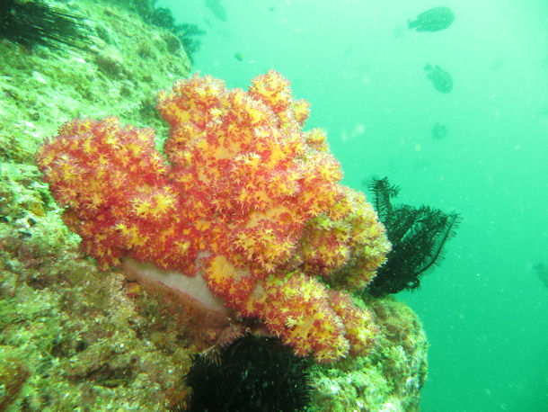 Korallen am Octopus Rock