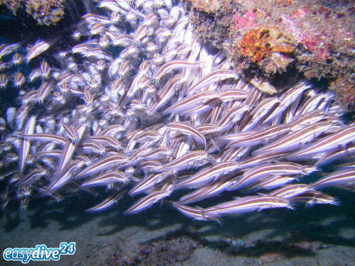 Korallenwelse Plotosus lineatus