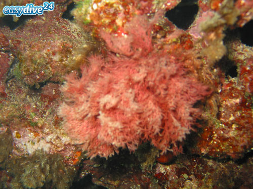Korallenmoos Corallina elongata