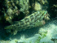 Lippfisch Symphodus roissali