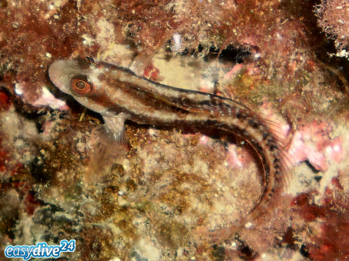 Schleimfisch Parablennius pilicornis