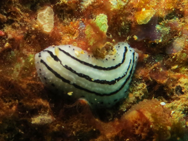 Phyllidiopsis phiphiensis