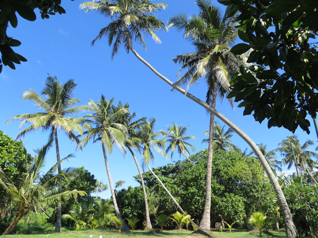 Palms in Sri Lanka