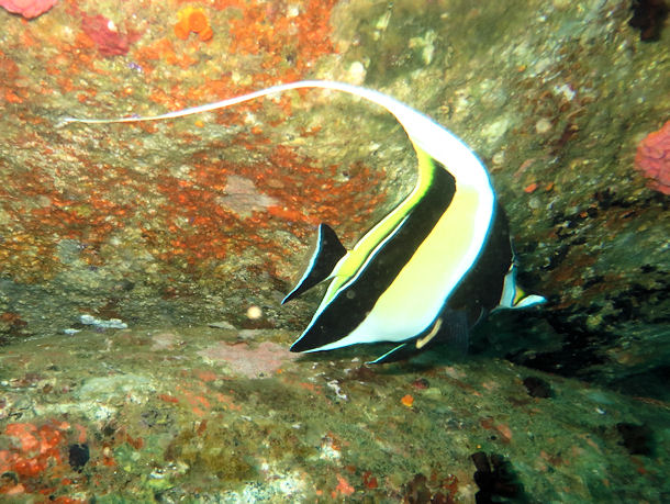 Halfterfisch Zanclus cornutus