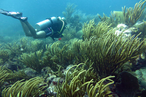 Diving St Maarten