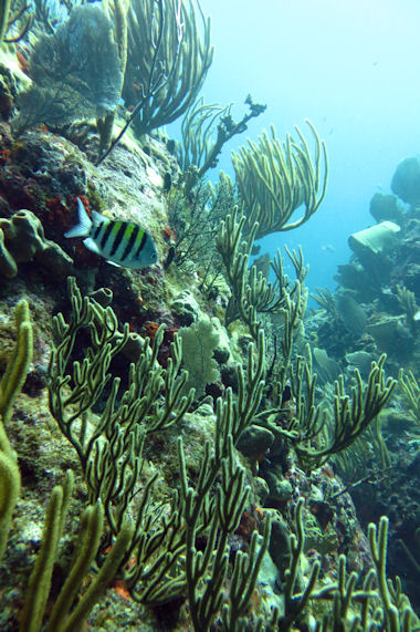 Diving Sint Maarten