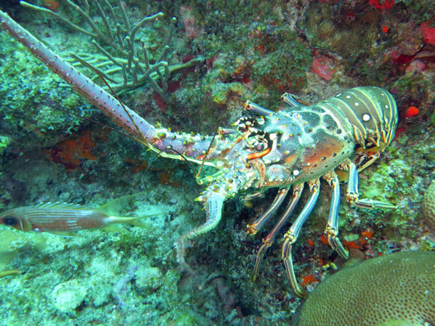 Reef lobster