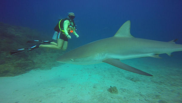 Shark Diving St Maarten