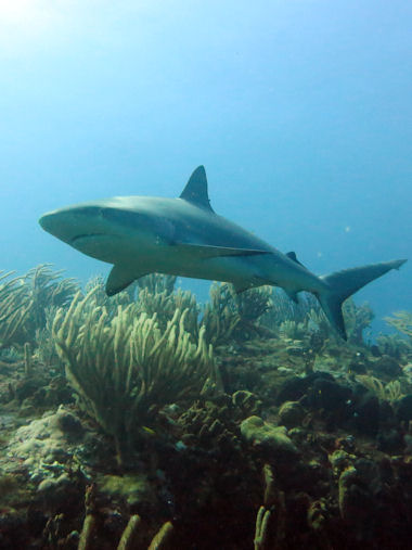 Sharks St Maarten