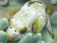 Schwarzflecken-Kugelfisch Arothron nigropunctatus